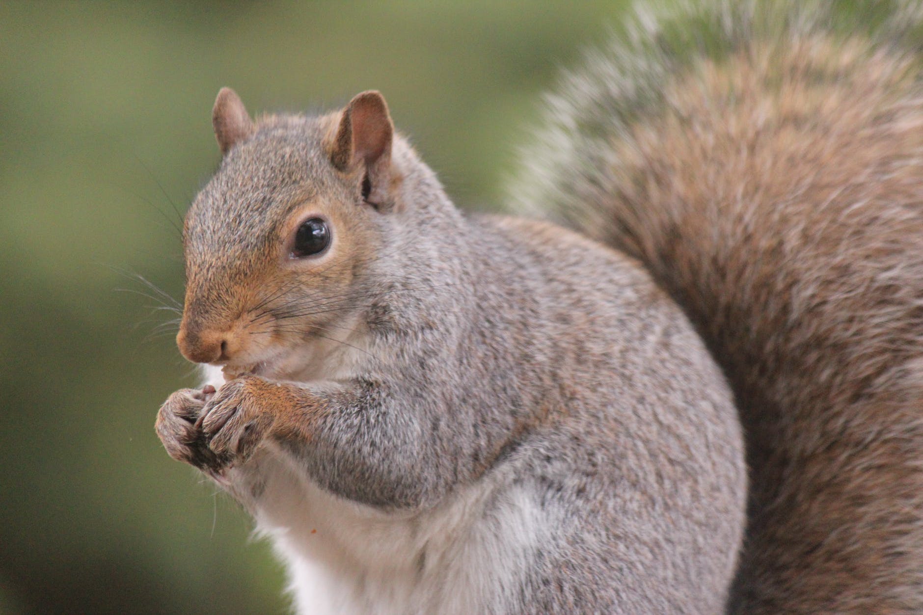 ‘Absolutely horrifying’: The ten most hated squirrels of January-September 2020